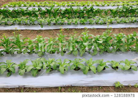 Farmers useplastic films for keep soil moisture and weed control in vegetable garden. 128188978