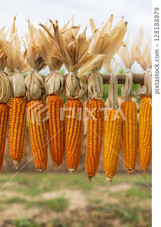The Corn dried from the sun hanging with wooden bar. 128188979