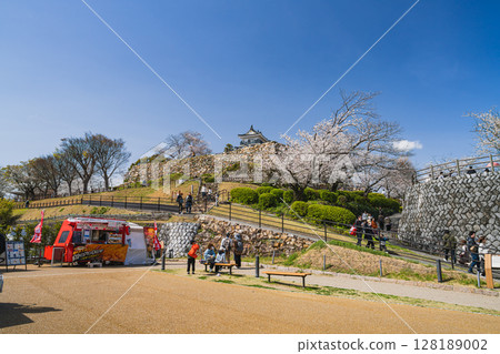 濱松城和濱松市的櫻花(靜岡縣) 濱松城和濱松市的櫻花(靜岡縣) 128189002