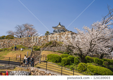 Hamamatsu Castle and cherry blossoms in Hamamatsu City (Shizuoka Prefecture) 128189003