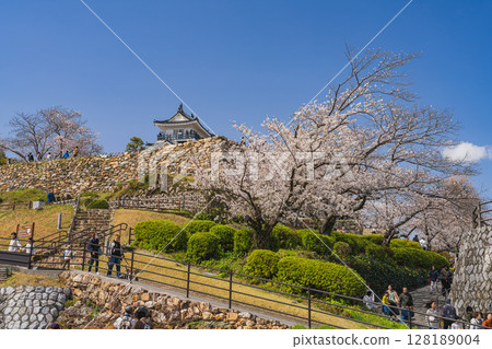 Hamamatsu Castle and cherry blossoms in Hamamatsu City (Shizuoka Prefecture) 128189004