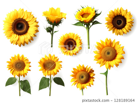 sunflowers. collection of hand drawn sunflowers flowers isolated on a white background 128189164