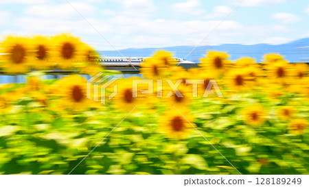 Sunflower fields and a fast-paced Shinkansen train Sunflower fields and a fast-paced Shinkansen train 128189249