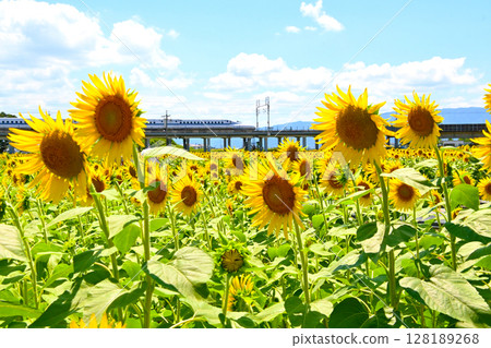 Sunflower field in full bloom and bullet train Sunflower field in full bloom and bullet train 128189268