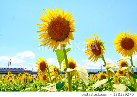 在盛開和高速火車的向日葵領域 在盛開和高速火車的向日葵領域 128189270