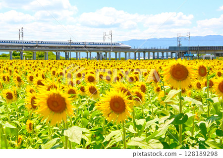 在盛開和高速火車的向日葵領域 128189298