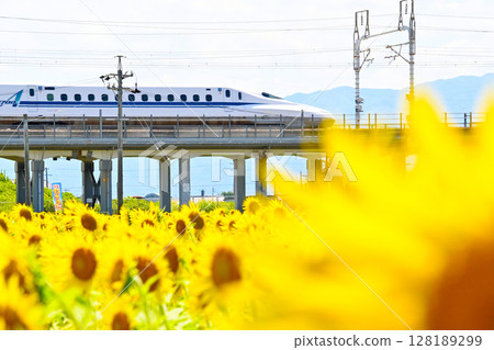 在盛開和高速火車的向日葵領域 128189299