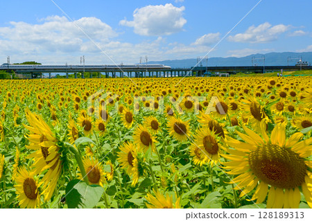 Sunflower field in full bloom and bullet train 128189313