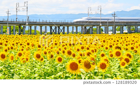 向日葵田和快速行駛的新幹線列車 128189320
