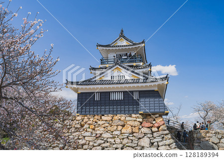 濱松城和濱松市的櫻花（靜岡縣） 128189394