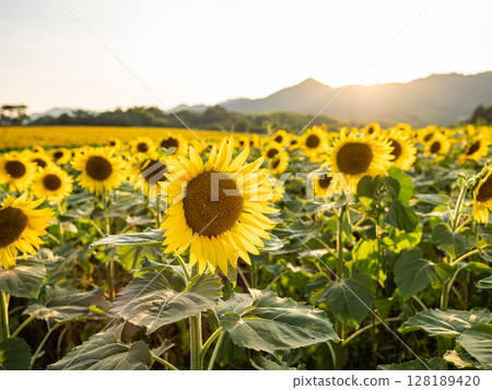 夏日傍晚,香川縣滿濃町盛開的向日葵田 夏日傍晚,香川縣滿濃町盛開的向日葵田 128189420