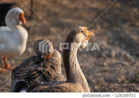 A flock of domestic geese relaxing in small farm. 128189751