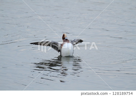 荒尾市港野生鳥類， 128189754