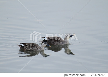 荒尾市港野生鳥類， 128189763