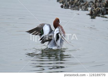 Arao City Port Wild Birds, Arao City Port Wild Birds, 128189770