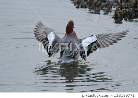 Arao City Port Wild Birds, 128189771
