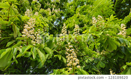 Branches of spring flowering Chestnut with white flowers Branches of spring flowering Chestnut with white flowers 128189820