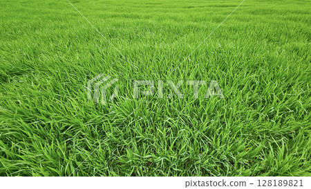 Fresh green spring grass nature background 128189821