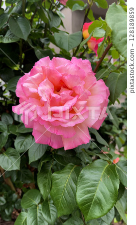 A large pink blooming fragrant rose surrounded by green leaves in a summer garden. A large pink blooming fragrant rose surrounded by green leaves in a summer garden. 128189859