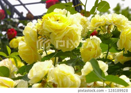 Roses 128189928