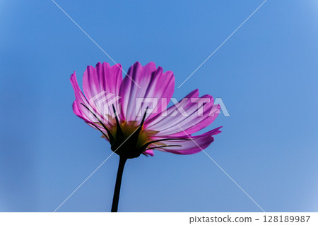Pink cosmos shining in the blue sky 128189987