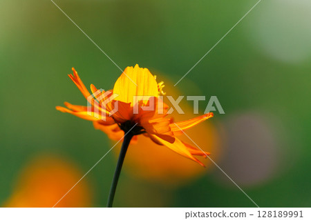 Landscape with Kibana cosmos 128189991