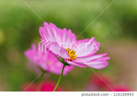 Pink cosmos blooming in the autumn sunshine Pink cosmos blooming in the autumn sunshine 128189993