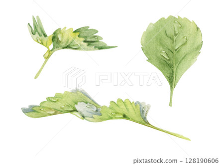 Serrated edge leaf in water dew drops. Flower bush tree herb. Strawberry damson wayfaring burnet parsley blackberry. Isolated hand drawn watercolor botanical illustration. Wedding florist, cosmetics 128190606