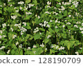 Buckwheat flowers 128190709