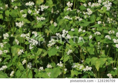 Buckwheat flowers Buckwheat flowers 128190709