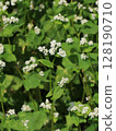 Buckwheat flowers 128190710