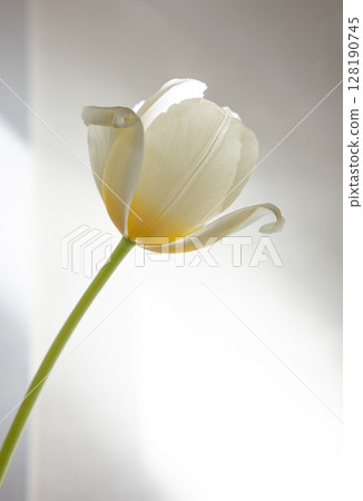 鬱金香A. 128190745