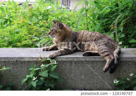 Landscape with a lying tabby cat Landscape with a lying tabby cat 128190787