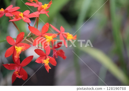 Close-up view of an orange petaled Epidendrum ibagense flower Close-up view of an orange petaled Epidendrum ibagense flower 128190788