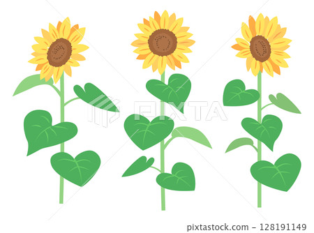 Sunflower illustration 128191149
