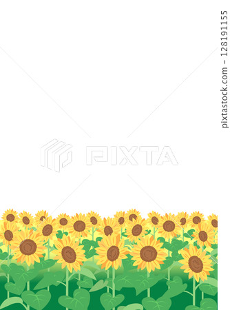 Sunflower field background frame vertical 128191155