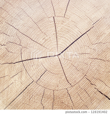 A square background image of a board with fine grain, cracked wood grain and visible annual rings in a white wood color 128191402