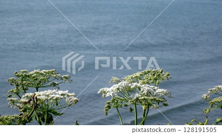 大豕草的白色花朵和藍色的大海 大豕草的白色花朵和藍色的大海 128191505
