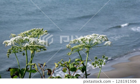 White flowers of hogweed and blue sea White flowers of hogweed and blue sea 128191506