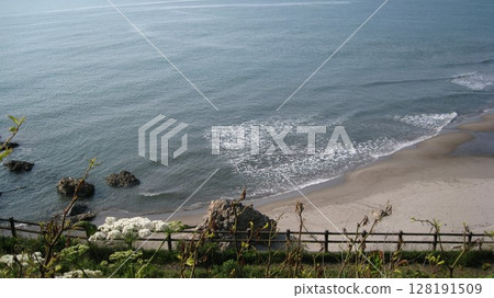 大豕草的白色花朵和藍色的大海 128191509