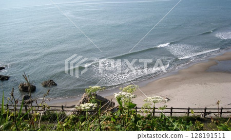 大豕草的白色花朵和藍色的大海 128191511