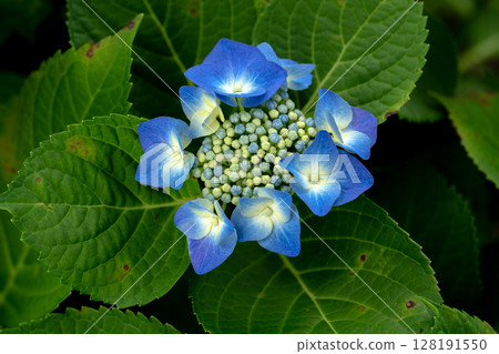 Early summer hydrangea. Rottkerchen 128191550
