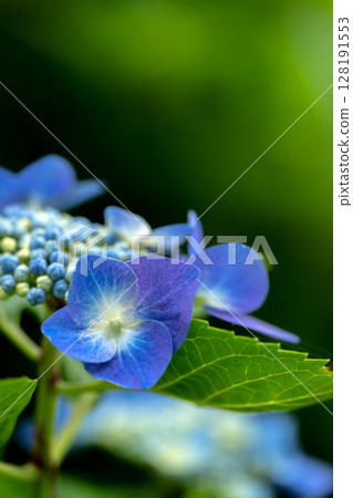 初夏繡球花。羅特克爾興 128191553