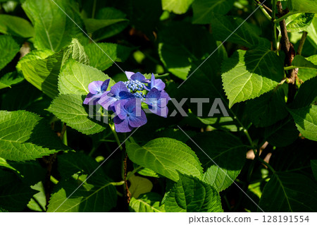 初夏繡球花。羅特克爾興 128191554