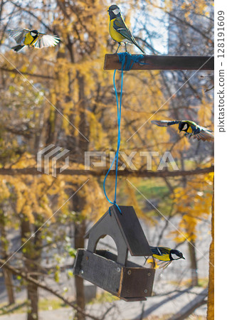 Titmice flock around a rustic birdhouse suspended amid autumn foliage 128191609