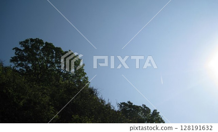 Cape forest, blue sky and contrails Cape forest, blue sky and contrails 128191632