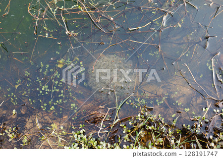 Frog eggs floating on the water of a pond. Frog spawn Frog eggs floating on the water of a pond. Frog spawn 128191747