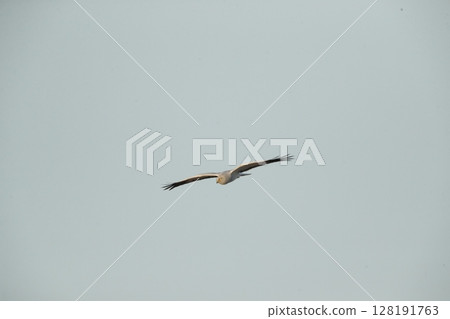 White-eyed male 128191763