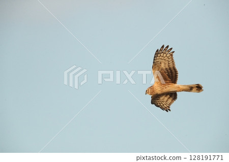 A female of Haylochuhi 128191771