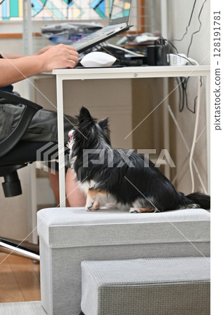 A male owner interacts with his pet dog, Chihuahua, while working on a PC A male owner interacts with his pet dog, Chihuahua, while working on a PC 128191781
